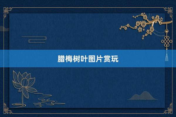 腊梅树叶图片赏玩